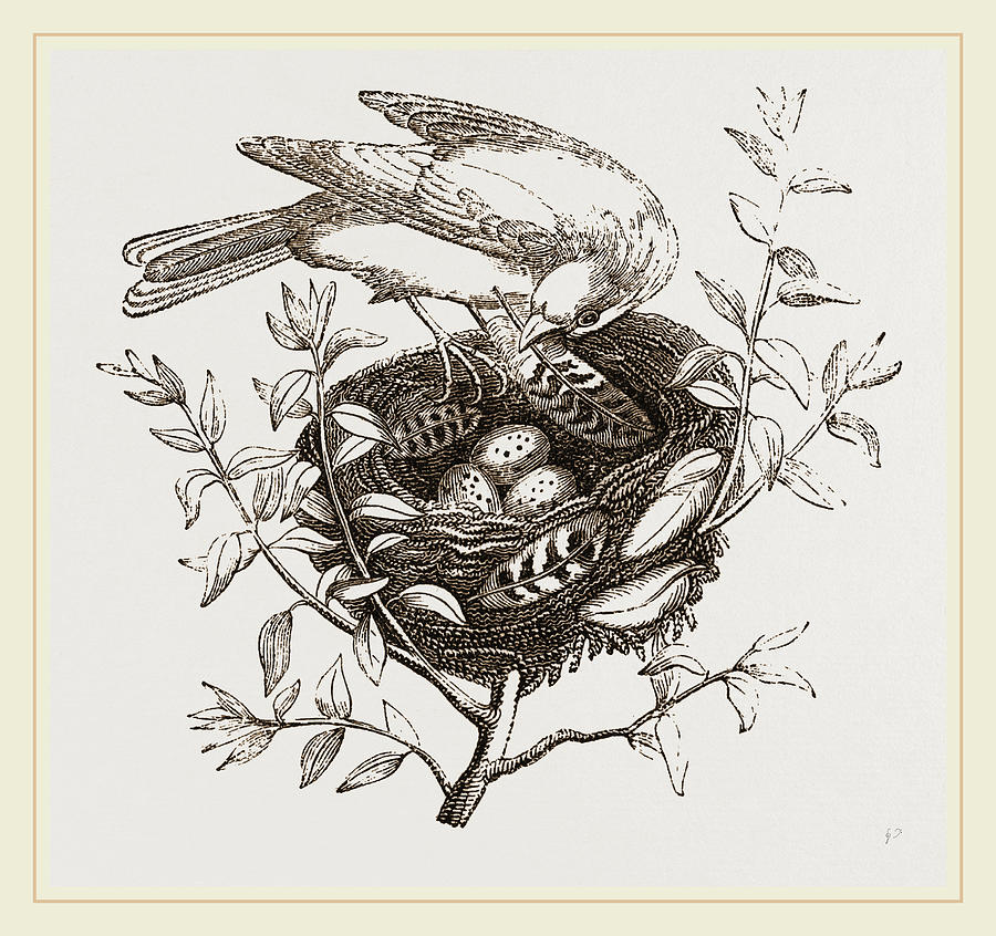 900x846 Canary Finch And Nest Drawing By Litz Collection