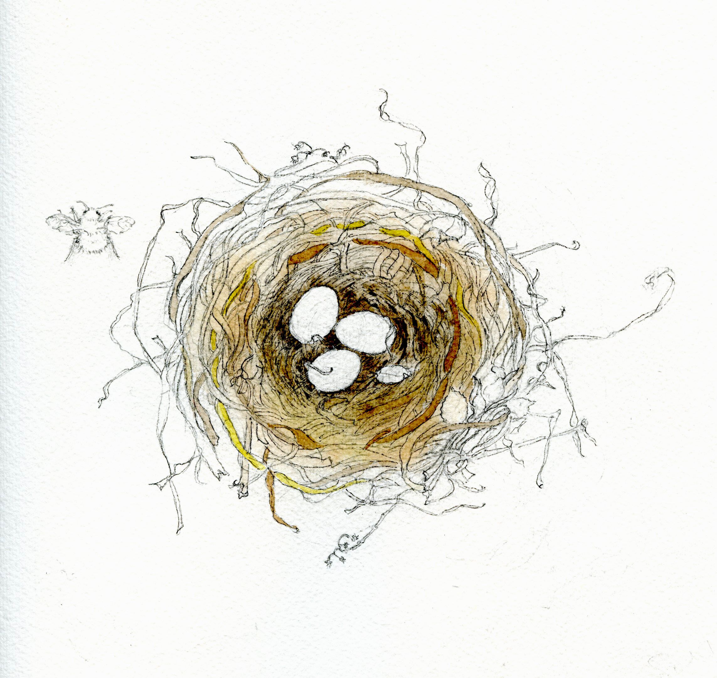 2286x2161 How To Draw A Bird's Nest And Add Color Nest, Watercolor And Art
