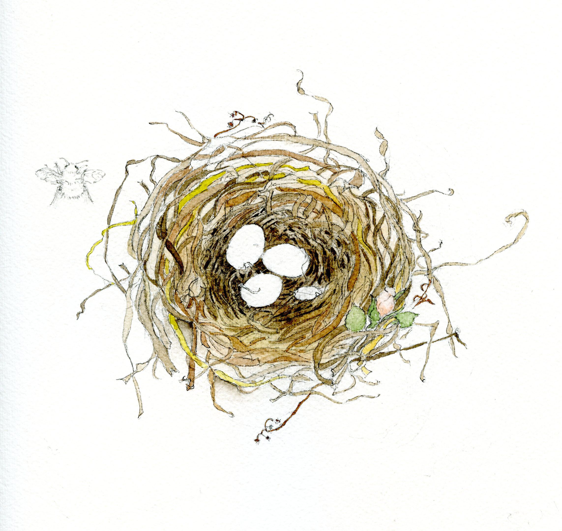 2286x2161 How To Draw A Bird's Nest And Add Color Watercolor, Watercolor