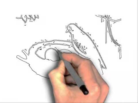 480x360 How To Draw Birds Nest