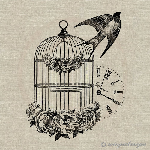 500x500 Vintage Bird Cage Drawing