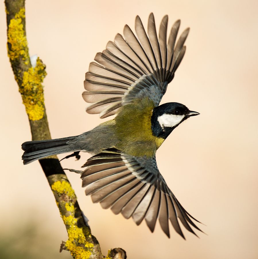 899x900 Great Tit In Flight