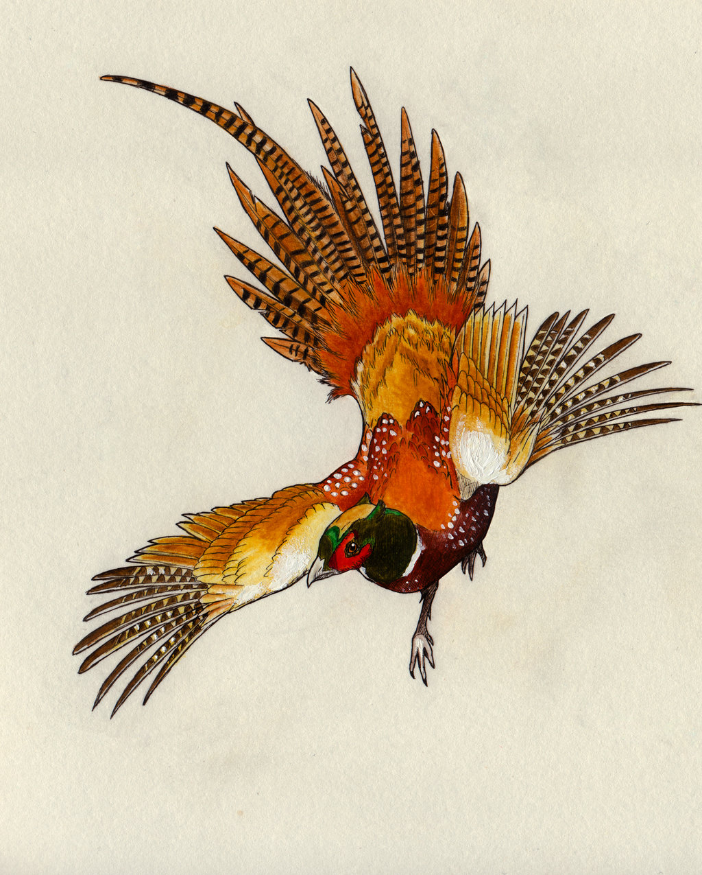 1024x1275 Of The Pheasant By Eurwentala