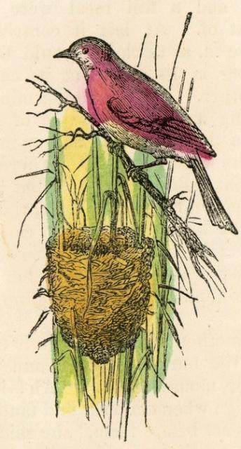 344x640 Filecolorized Bird Nest Drawing.jpg