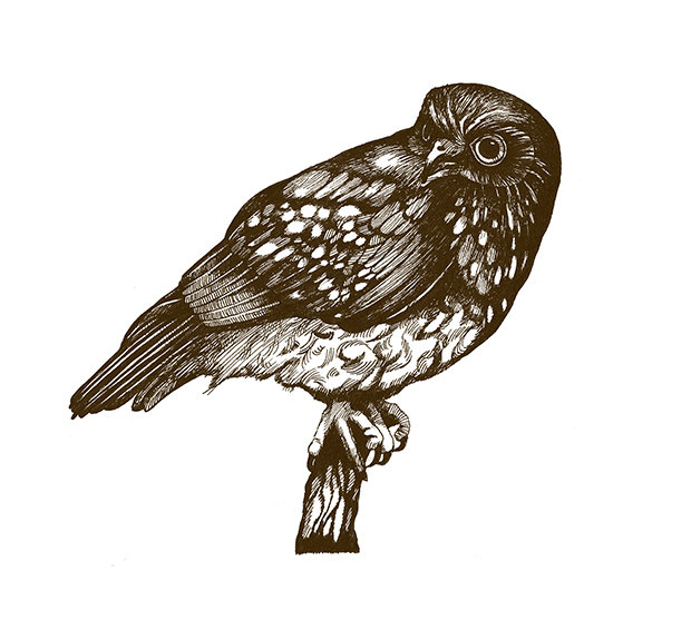 620x566 The Southern Boobook Owl Bird Ink Illustration Drawing Print Brown