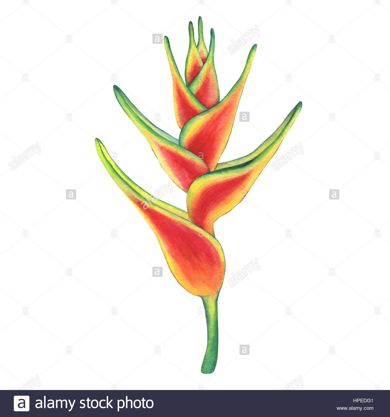 1300x1390 Hanging Lobster Claw Or False Bird Of Paradise Flower. Hand Drawn