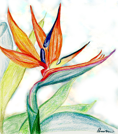 410x463 How Do I Draw A Bird Of Paradise Flower Yahoo Answers