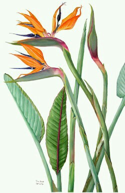 250x386 Pin By Marelis Acevedo On Craft Watercolor