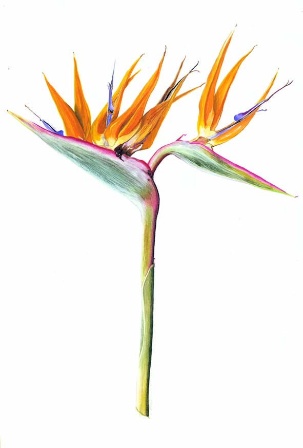 591x873 Strelitzie Regina Or Bird Of Paradise Flower, Botanical