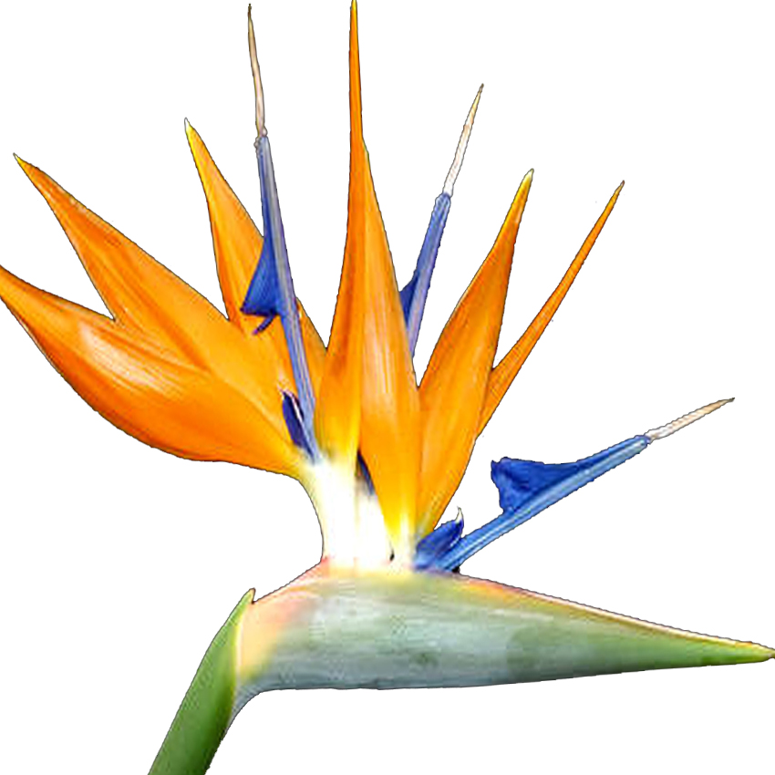 850x850 Bird Of Paradise Flower Collection Of Random Drawings