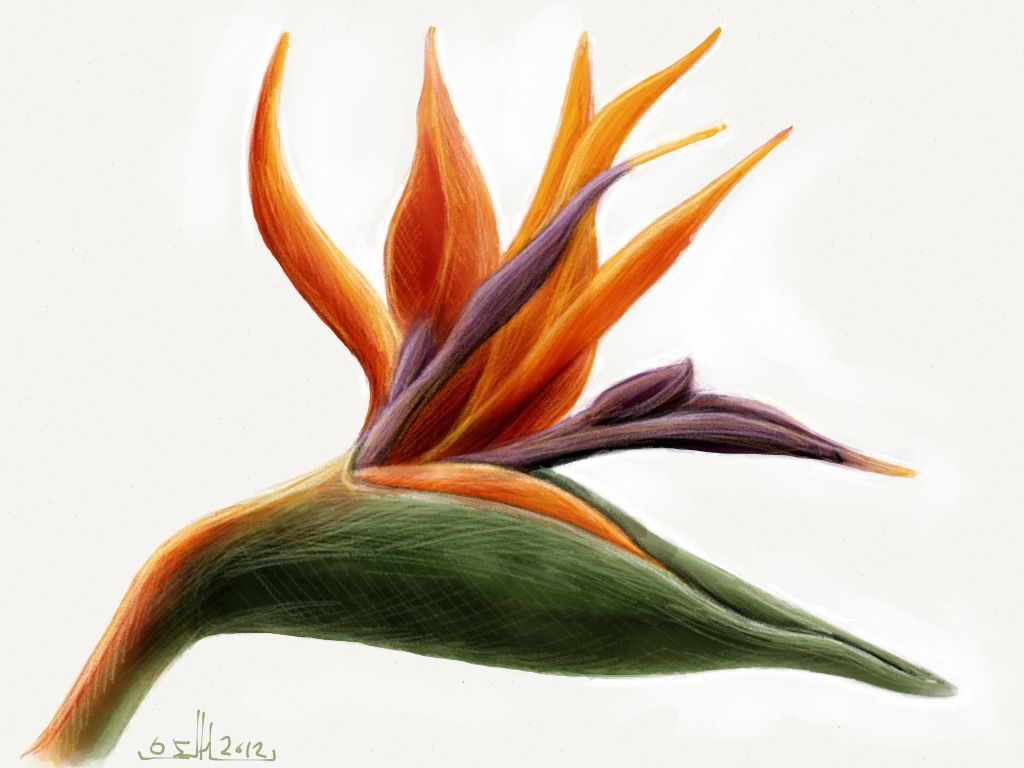 1024x768 Bird Of Paradise Flower Drawing