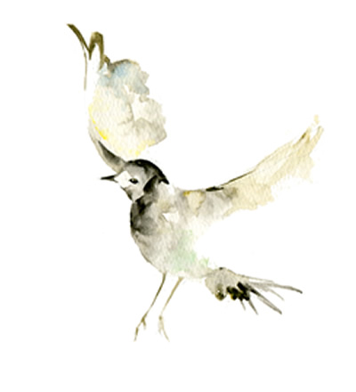 400x440 Canon Bird Branch Project Biodiversity Initiatives About