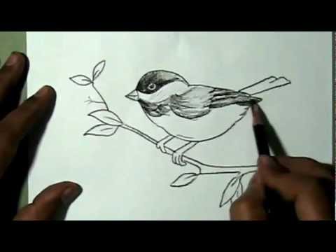 480x360 How To Draw A Beautiful Sparrow Sitting On Branch Yzarts