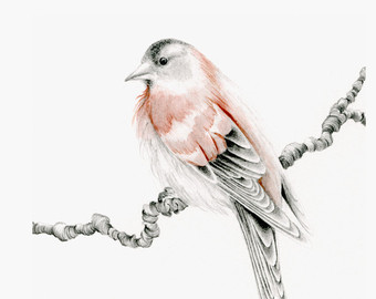 340x270 Bird Pencil Drawing Etsy