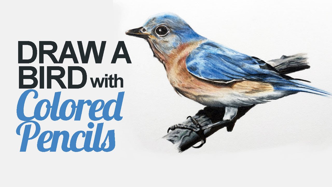 1280x720 How To Draw A Bird With Colored Pencils