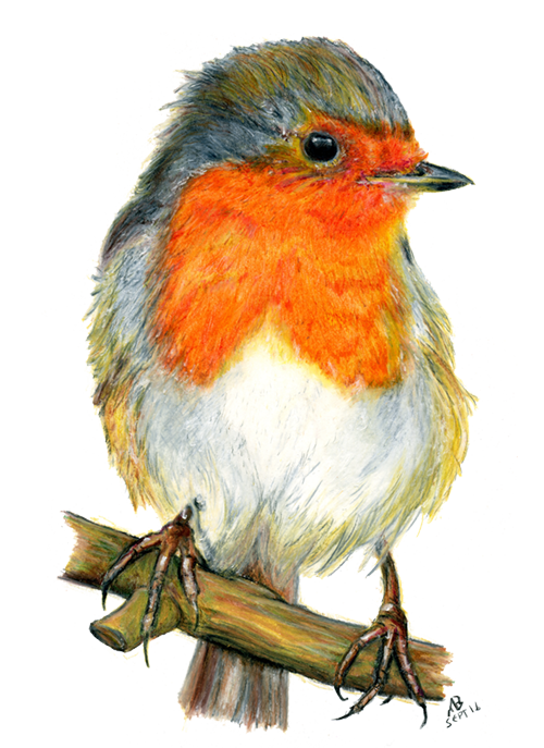500x687 Robin Red Breast, Watercolour Pencil Drawing Birds