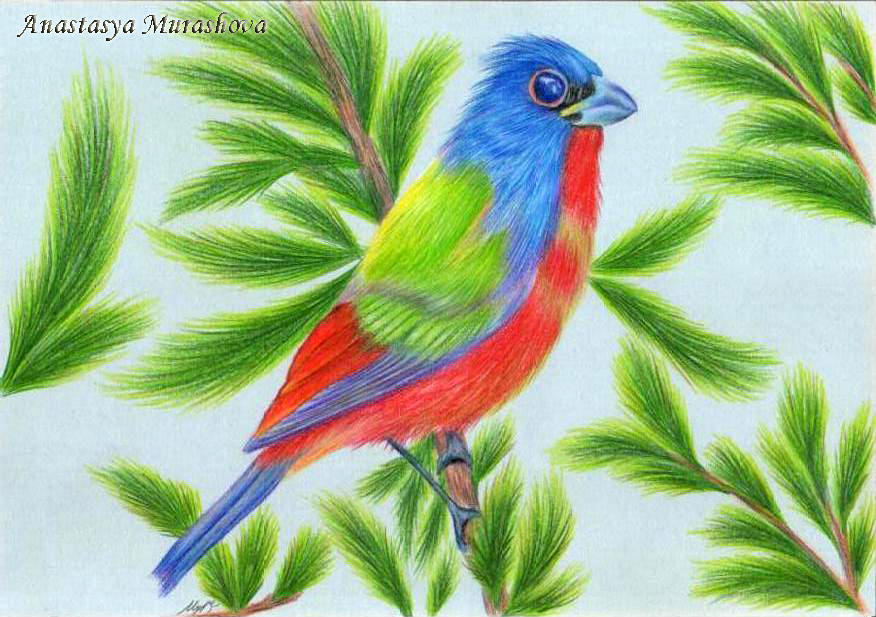 876x617 Drawing A Bird With Colored Pencils, Using Painted By Anastasya