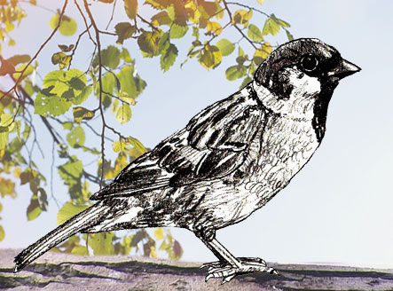 443x328 How To Draw A Sparrow