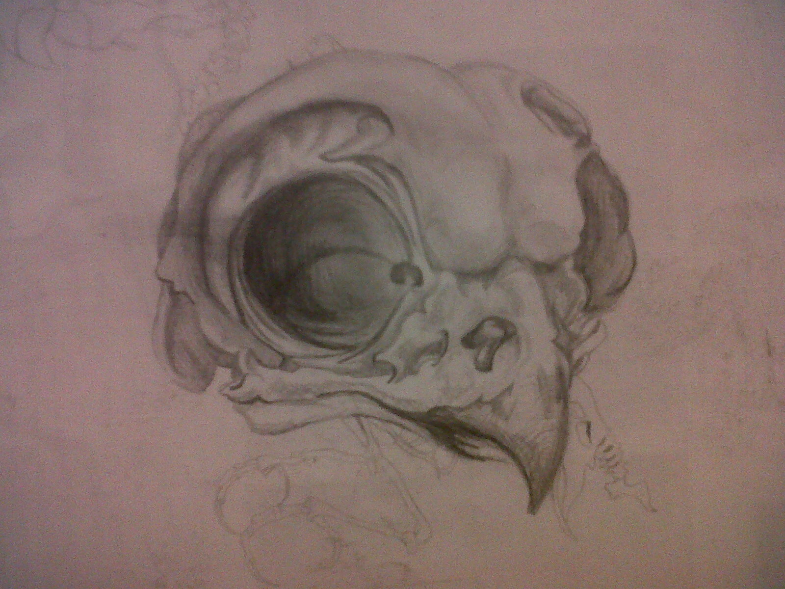 1600x1200 Amy Shillitoe Art And Design Level 3 Bird Skull Study