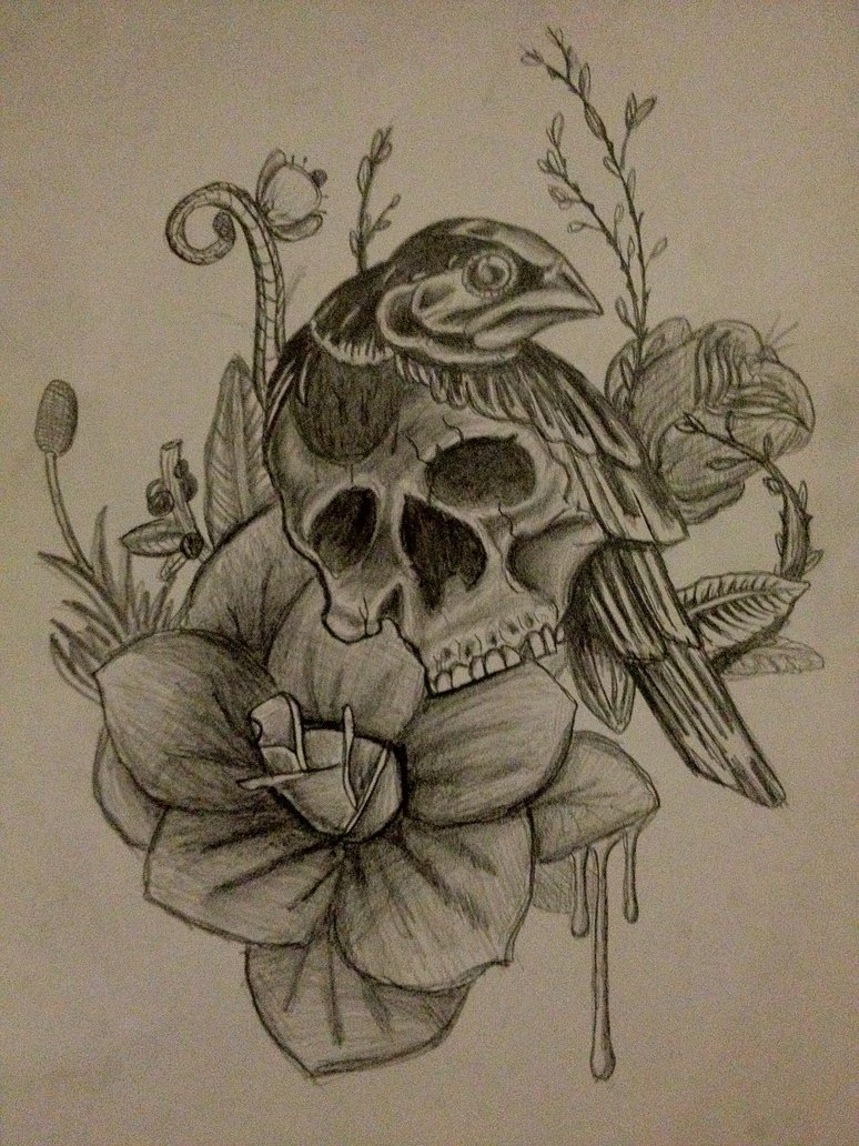 774x1032 Birdskull Doodle By Secretwoody