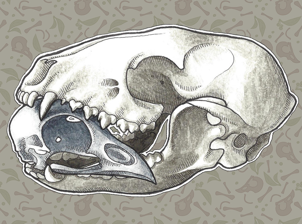 1024x761 Raccoon Bird Skulls Still Life By Wingedwolf94