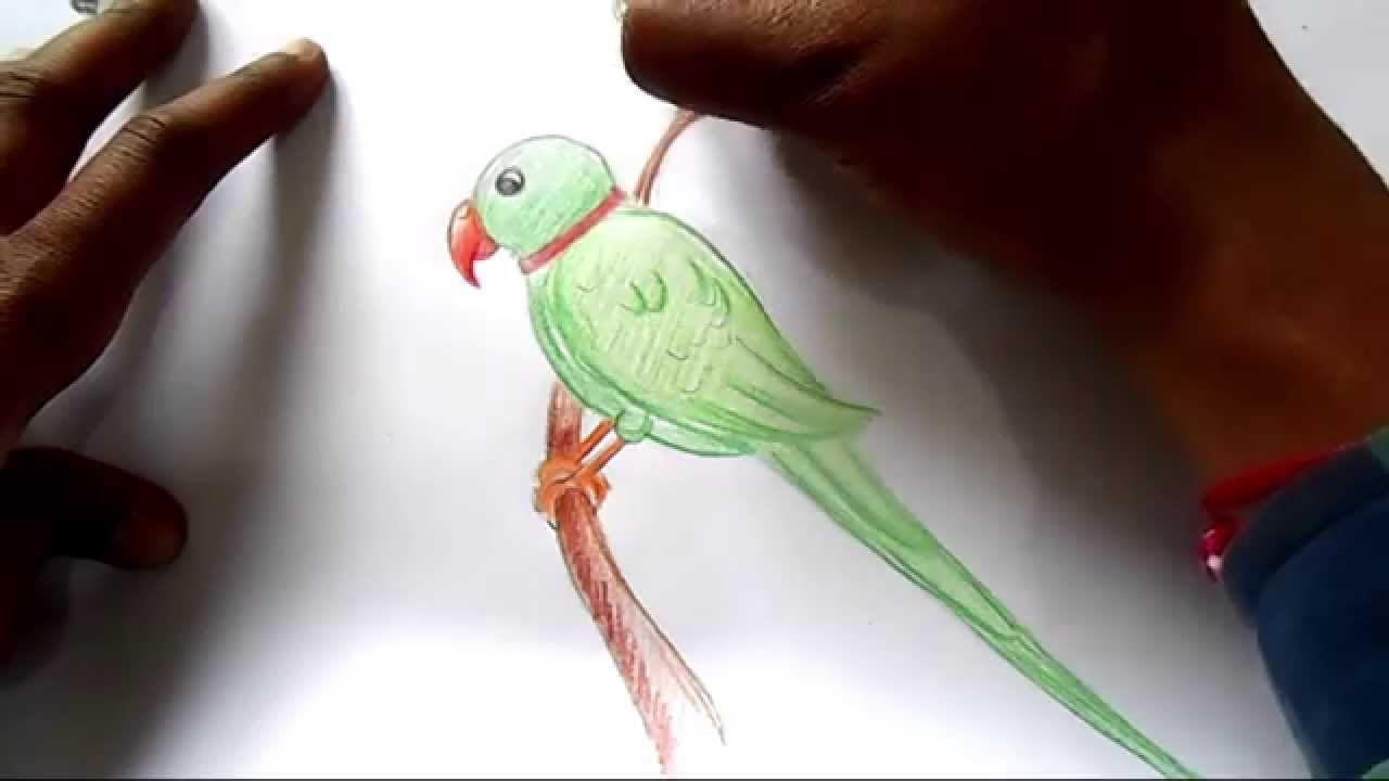 1280x720 How To Draw Parrot Step By Step
