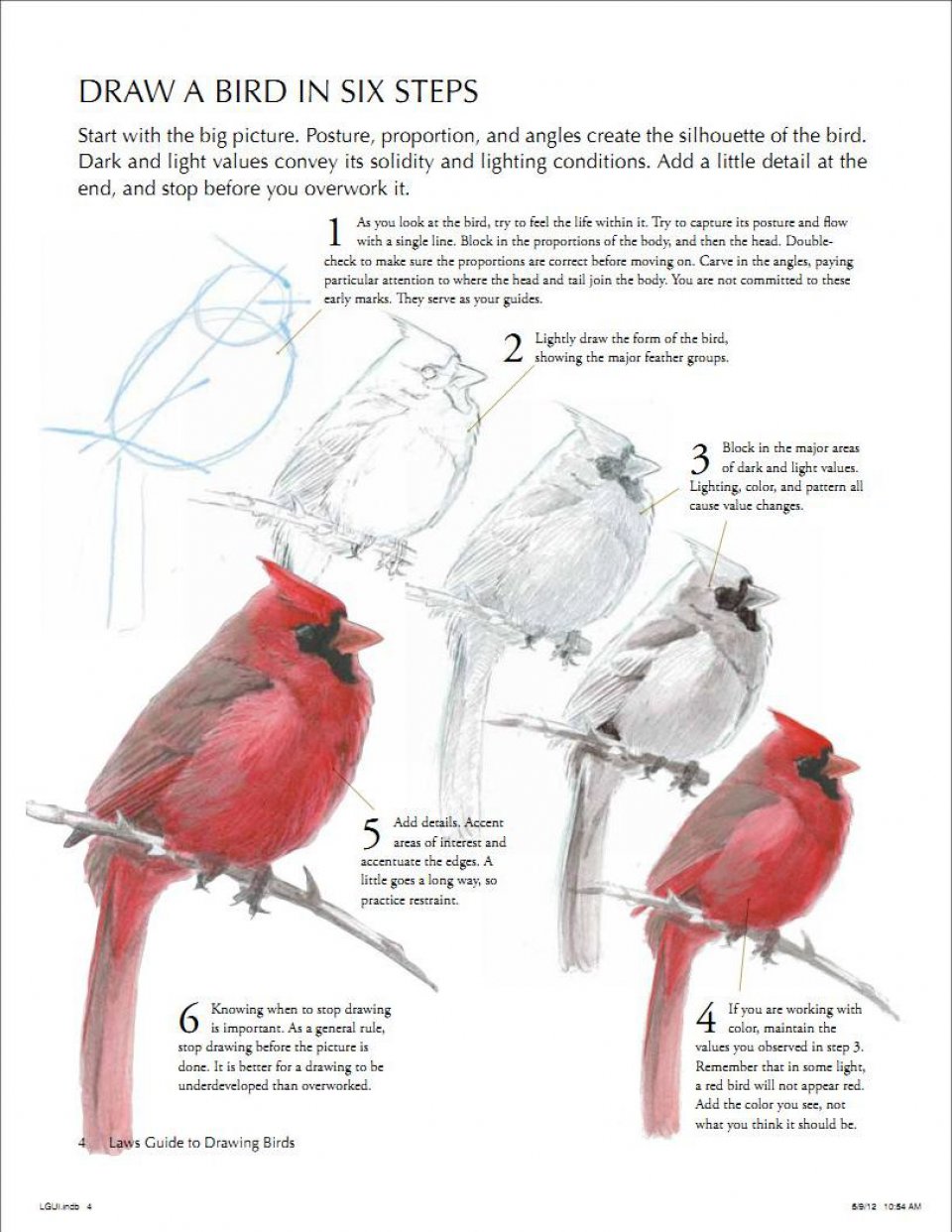 960x1242 The Laws Guide To Drawing Birds John Muir Laws, David Allen