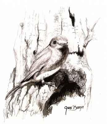 346x400 Janis Gilcee Printsampnote Cards