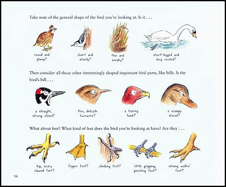 728x601 Look Up! Bird Watching In Your Own Backyard