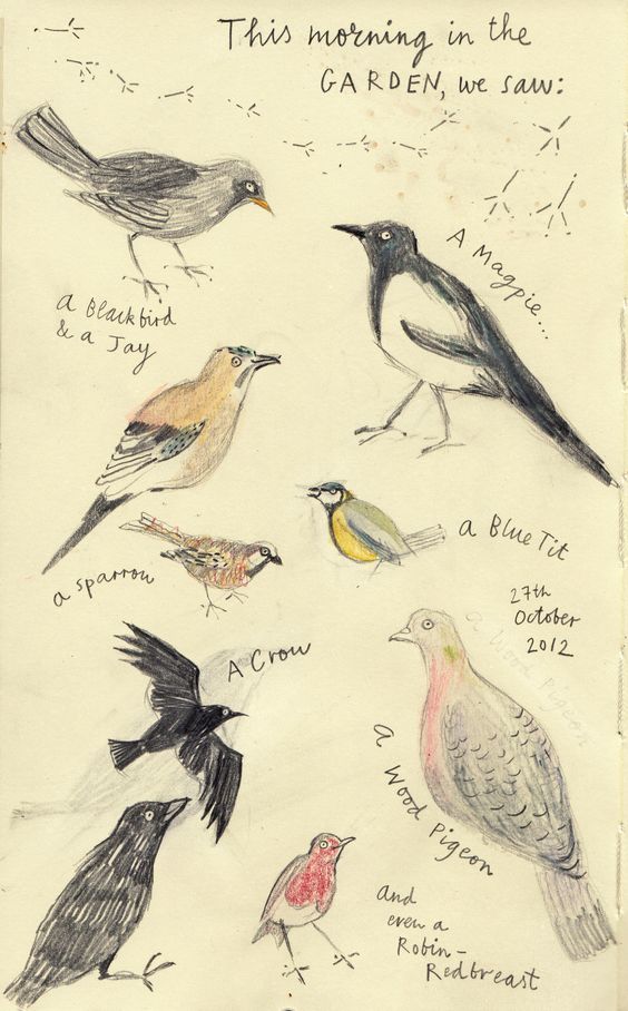 564x908 Birdwatching Great Drawings! Birdwatching