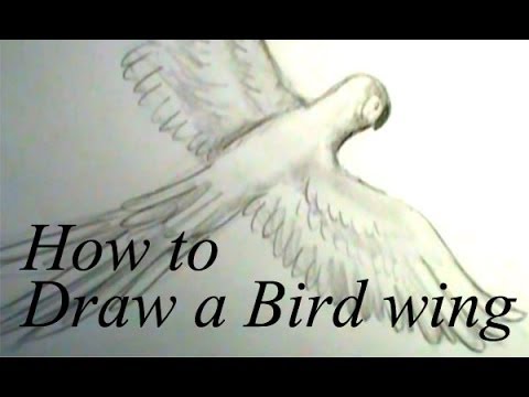 480x360 How To Draw A Bird Wing