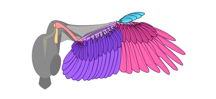 700x323 How To Draw And Animate Wings Birds, Bats, And More