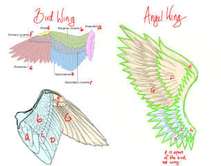 320x240 Birdwings Drawings On Paigeeworld. Pictures Of Birdwings