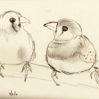 320x320 Tag For Love Birds Drawings Love Bird Drawing Birds Of Feather