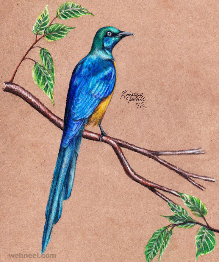 736x877 40 Beautiful Bird Drawings And Art Works For Your Inspiration