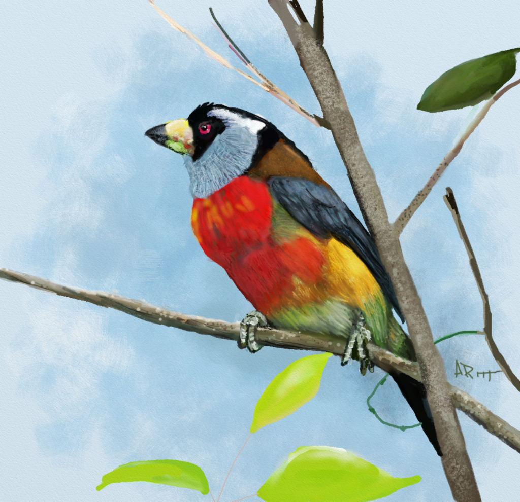 1024x990 Image Result For Bird Drawings Design Inspirations Nature Theme