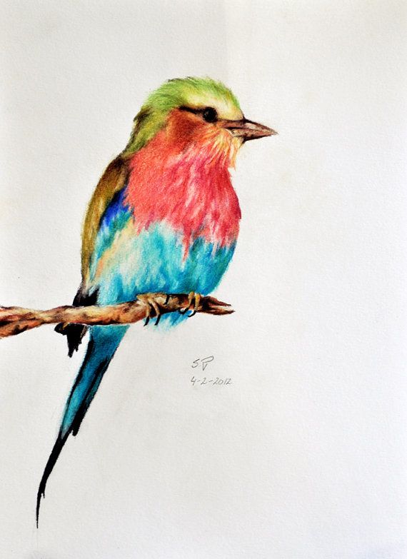 570x783 Exotic Bird 5 Original Colored Pencil Drawing By Prismaticcolours