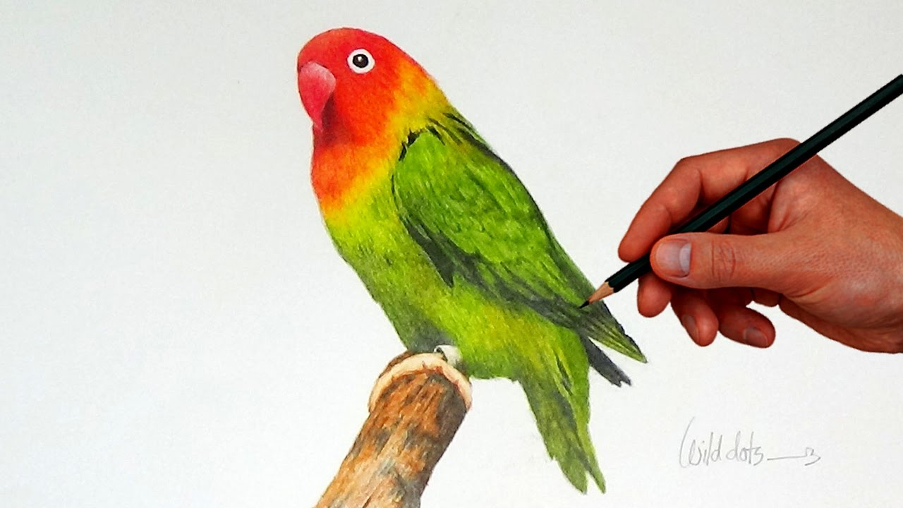 1280x720 Pencil Drawing Images Of Love Birds Drawing A Love Bird