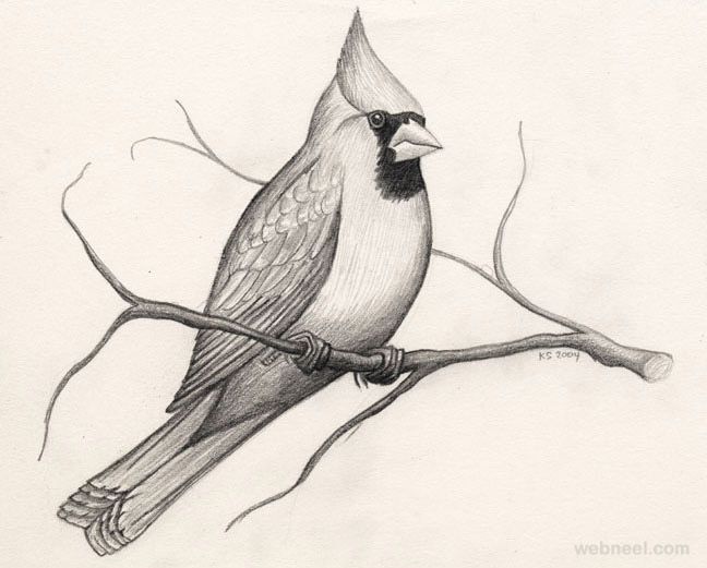 648x521 Pictures Beautiful Pencil Drawing Of Birds,