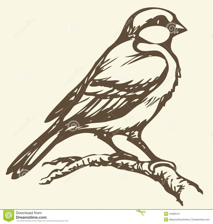 736x776 Pictures Drawings Of Small Birds,