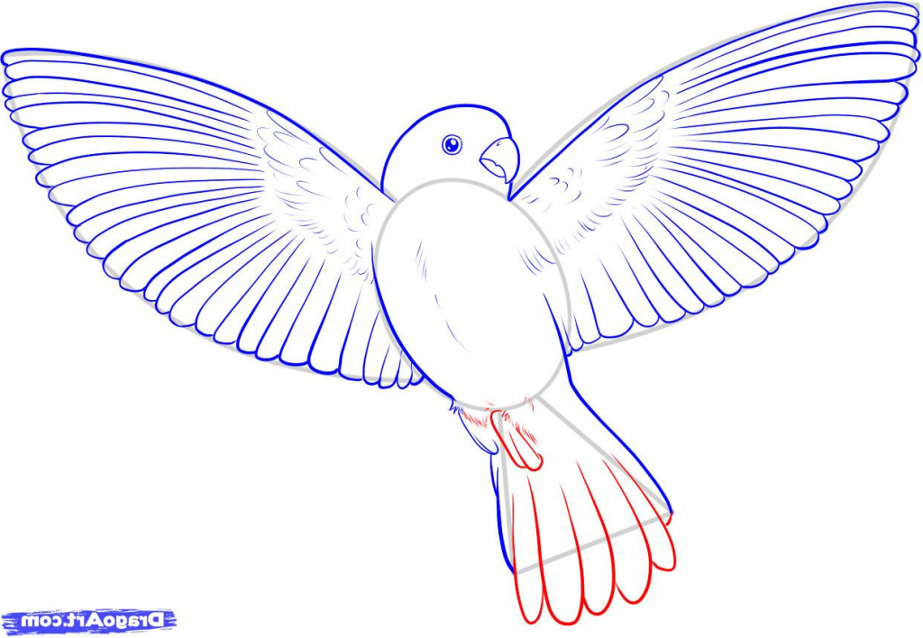 1024x708 Sketch Of Birds For Drawing How To Draw A Flying Bird How To Draw