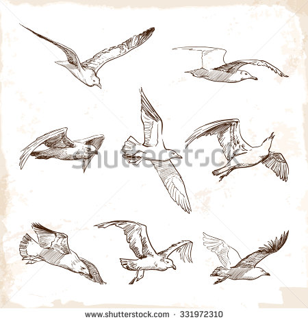 450x470 Flying Seagulls. Set Of 8 Original Wild Life Drawings Representing