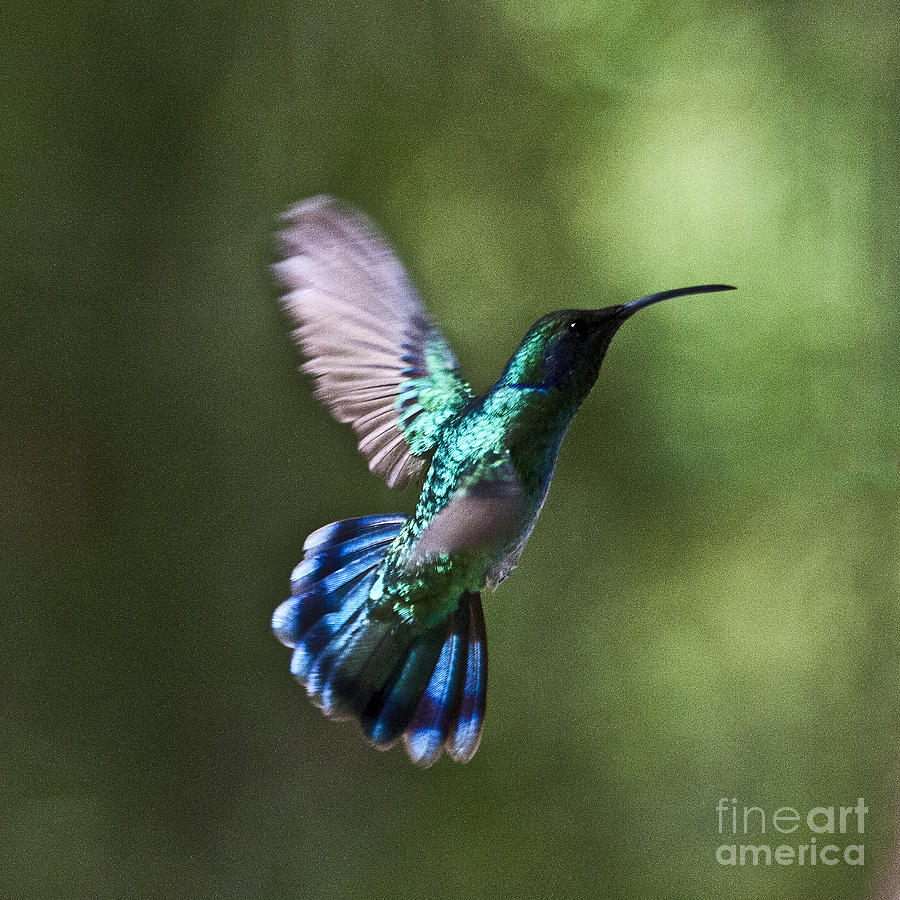 900x900 Flying Emerald Photograph By Heiko Koehrer Wagner
