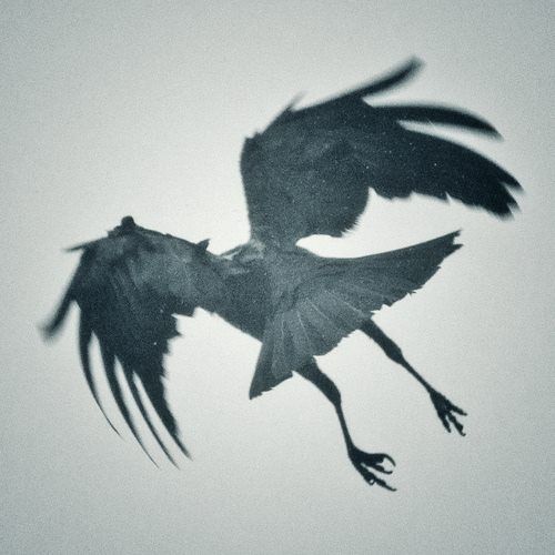 500x500 Flying Crow