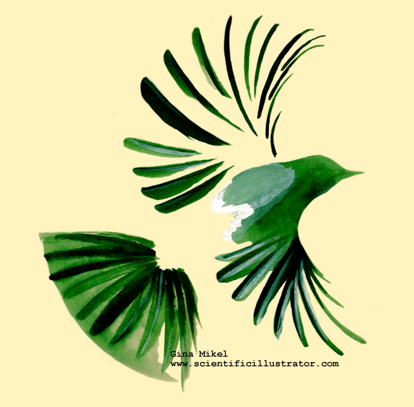 600x590 Neat Pen And Ink Sketch, Bird In Flight Impressive