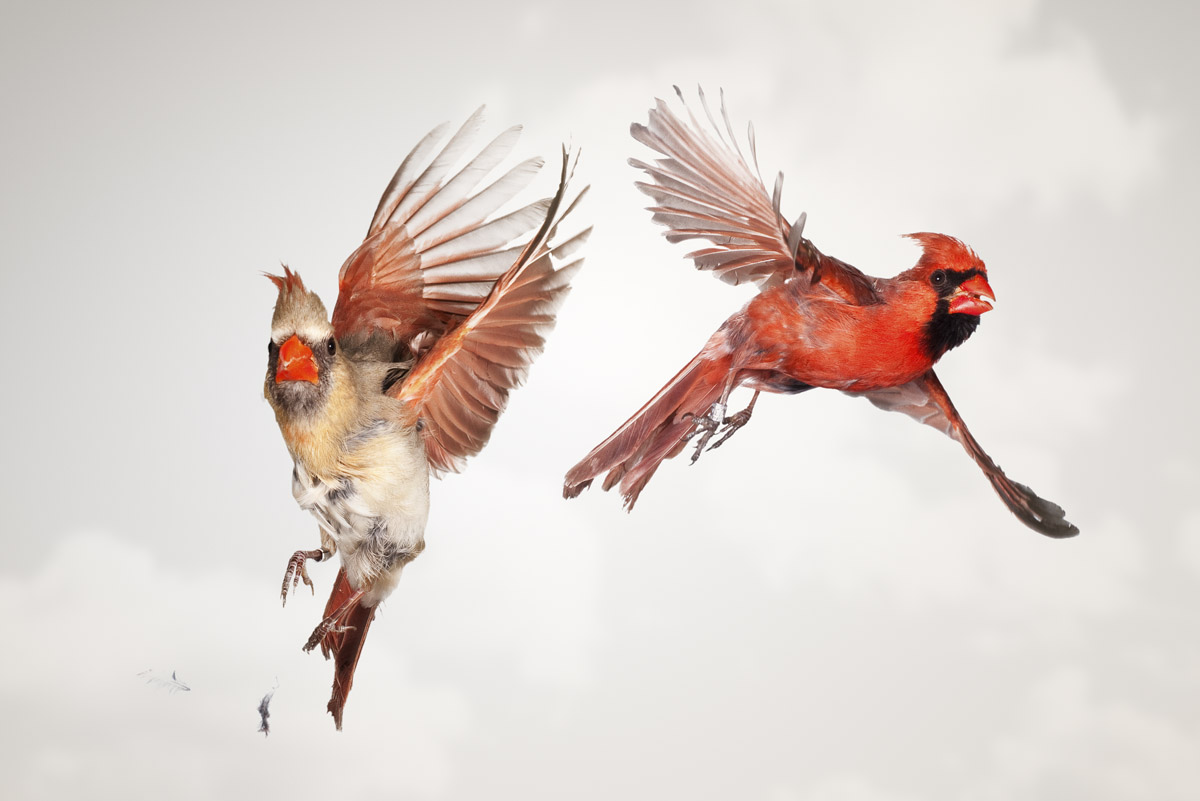 1200x801 Works Paul Nelson Photography