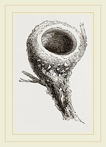216x300 Bird Nest Drawings
