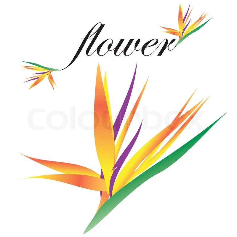 800x800 Drawing Of A Bird Of Paradise Flower Along With Sample Text