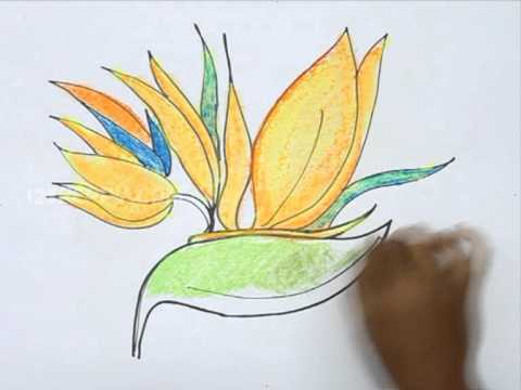 480x360 How To Draw The Bird Of Paradise Flower