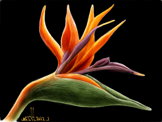 650x488 Birds Of Paradise Flower Bird Of Paradise Flower Drawing